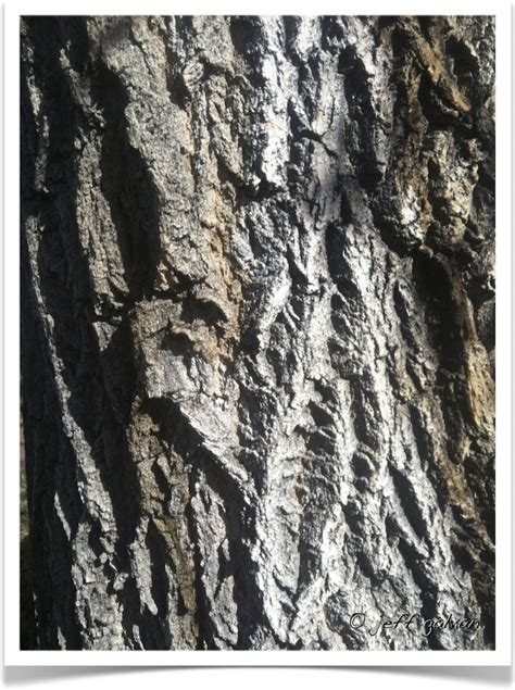 Boxelder – Identify by Older Bark | Boulder Tree Care - Pruning & Tree ...