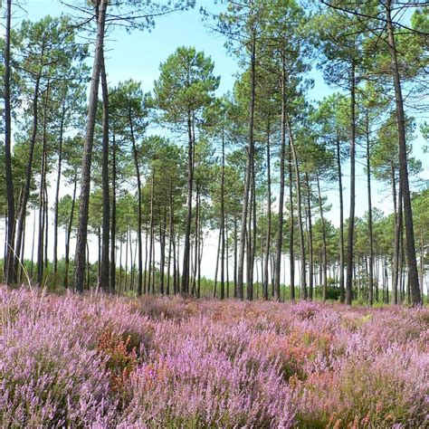 Go and discover France’s most beautiful forests