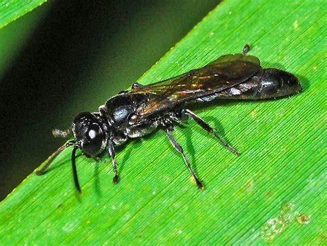 Crabronidae - Trypoxylon species (male) | Ettore Balocchi | Flickr