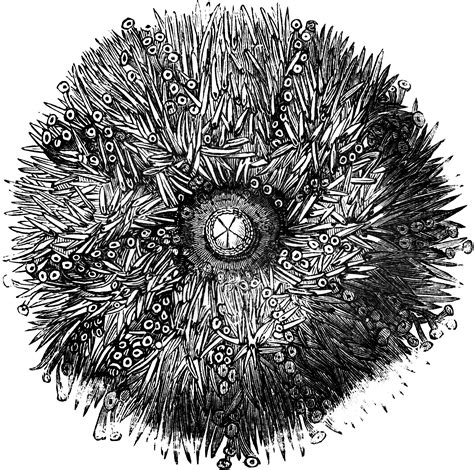 Sea-urchin | ClipArt ETC