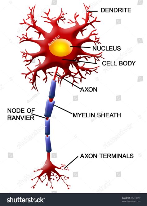 Structure Of A Motor Neuron, Vector Illustration - 69413557 : Shutterstock