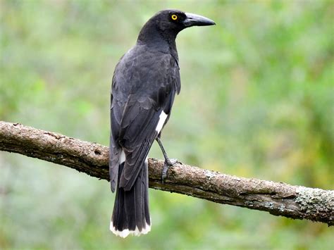 Pied Currawong - eBird