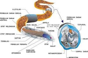 sistem pencernaan pada hewan: sistem pencernaan pada hewan