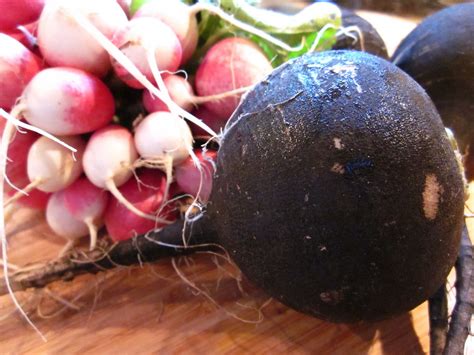 Black Spanish Radish