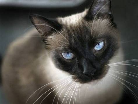 Pin by Mary Holland Russell on kittyluv | Pretty cats, Siamese cats, Egyptian mau