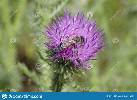 Bine on a Thistle in Summer Stock Photo - Image of blooming, bright ...