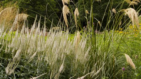 Veronicastrum virginicum - John Davies Landscape