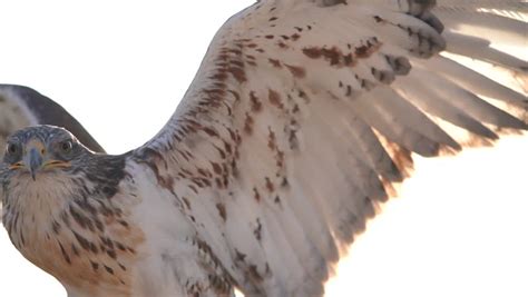 Falcon Landing Stock Video Footage - 4K and HD Video Clips | Shutterstock