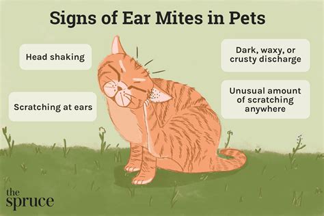 How Long Does It Take For Cat Ear Mites To Go Away: Insights And Timeline