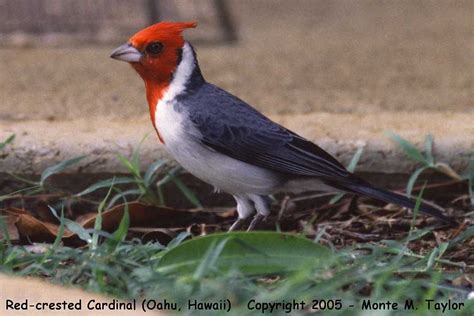 Red-crested Cardinal