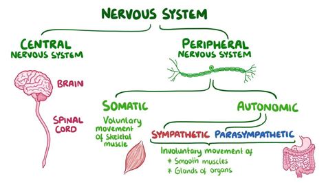 Parasympathetic nervous system: Video & Anatomy | Osmosis