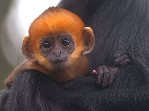 Francois Langur Baby at San Francisco Zoo | marmelder | Flickr