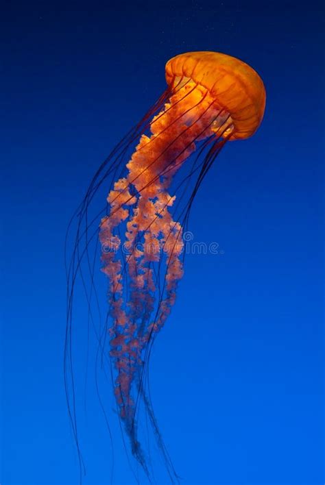 Pacific Sea Nettle Orange Jellyfish Stock Image - Image of chrysaora, jellyfish: 18175505