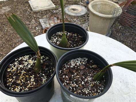 Borassus aethiopum seedlings - For Sale - PalmTalk