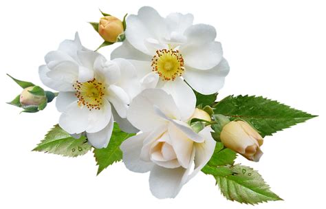 Rose White Single · Free photo on Pixabay