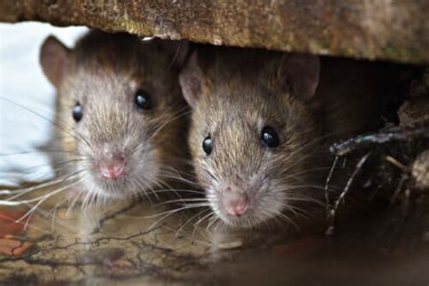 Rat Intelligence: They're Smarter Than You Might Think! - My Animals