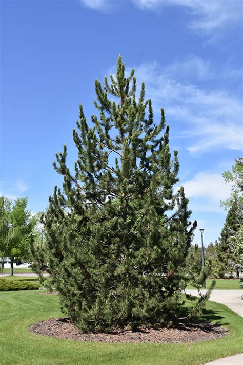 Mountain Pine (Pinus uncinata) in Strathmore Calgary Drumheller Brooks ...