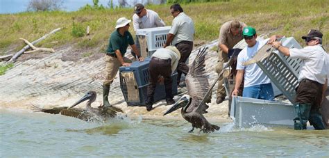 Pelican | Taxonomy, Habitat, Description, & Facts | Britannica