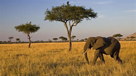 Savanna biome, Elephant, African elephant