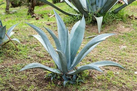 Agave Tequilana: How To Grow and Care | Florgeous