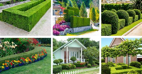 20 Boxwood Landscaping Ideas (shrubs and trees)