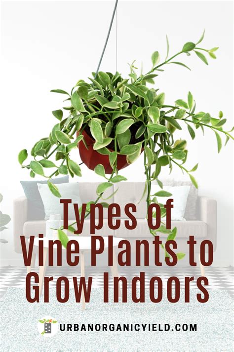 Different Types of Indoor Vine Plants to Grow as Houseplants | Indoor vines, Hanging plants ...