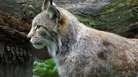 Dangerous Wild Lynx Free Stock Photo - Public Domain Pictures