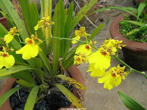 Flower Picture Inspirations: Oncidium flower