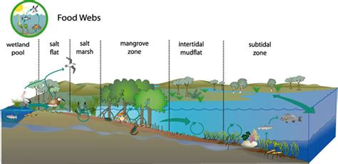 Ocean Ecosystem Food Web Diagram