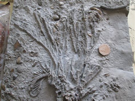 Crinoid - Discuss Fossils