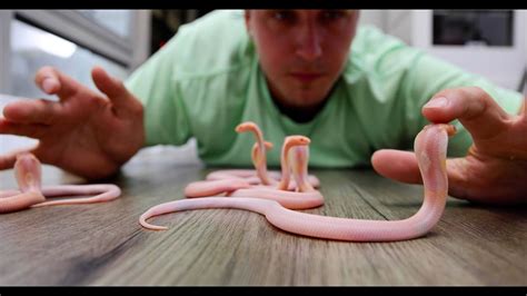 18 So Cute BUT So Deadly Baby Cobras - YouTube