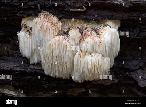 Fully grown Lion's Mane Stock Photo - Alamy