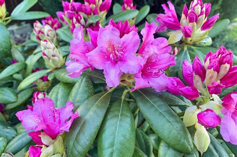 Rhododendron bush blooming with pink flowers. Studio Photo 4413668 Stock Photo at Vecteezy