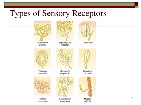 PPT - Sensory Receptors; Neuronal Circuits For Processing Information PowerPoint Presentation ...