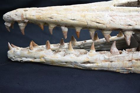 Mosasaurus skull - Platecarpus ptychodon - 83 x 25 cm - Catawiki