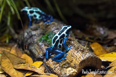 Dendrobates Tinctorius "oyapock" – Rainforest Concepts