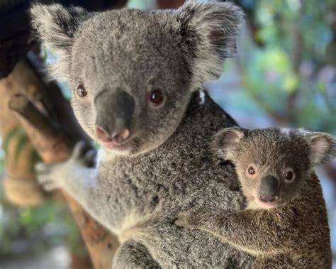 Baby koala is out of the pouch; L.A. Zoo welcomes new joey - Los Angeles Times