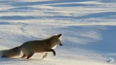 Fox Fail GIF - Fox Fail Funny Animals - Discover & Share GIFs