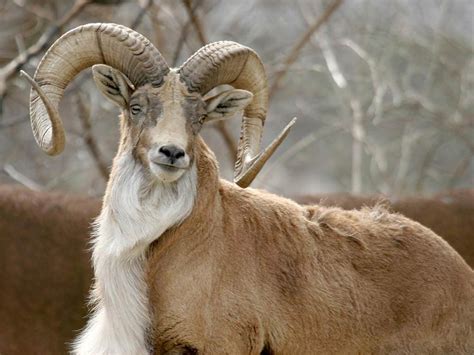 Motxim's Kafe — markhor pakistan national animal.