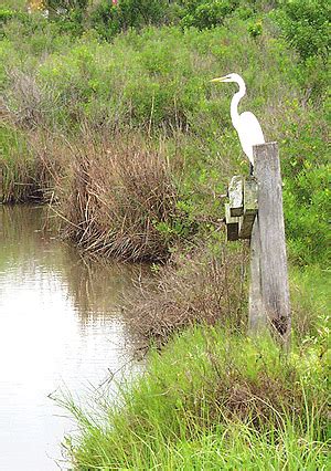 Estuaries, Salt Marshes & Mangroves ~ MarineBio Conservation Society