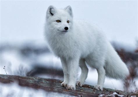 Arctic Fox - Ecology Prime