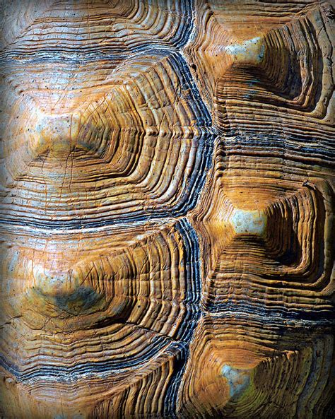 African Tortoise Shell Pattern Photograph