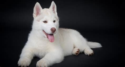 White Husky Dogs