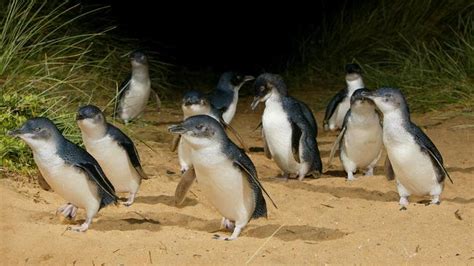 Researchers uncover penguin rarity on Kangaroo Island