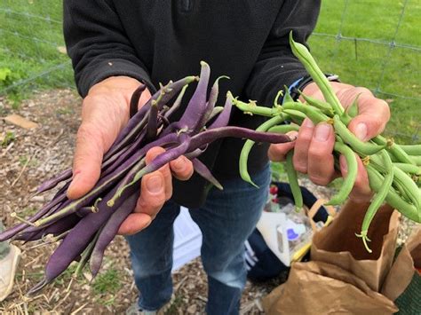 Harvesting Vegetables | DCMGV