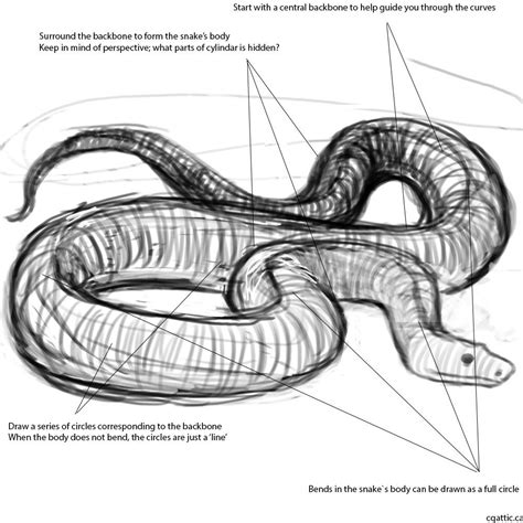 How to Draw a Snake in 4 Steps With Photoshop | Snake drawing, Draw a snake, How to draw a snake