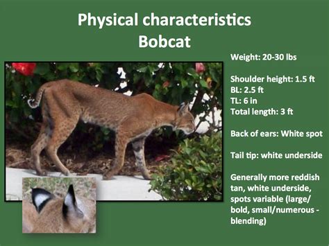 Bobcat-chart.jpg | FWS.gov