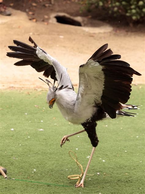 14 Secretary Bird Facts - Fact Animal