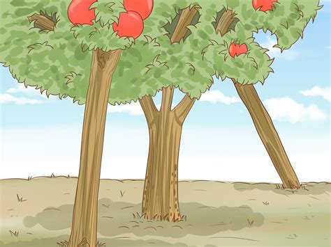 How to Prune Pomegranate Trees: 14 Steps (with Pictures) - wikiHow