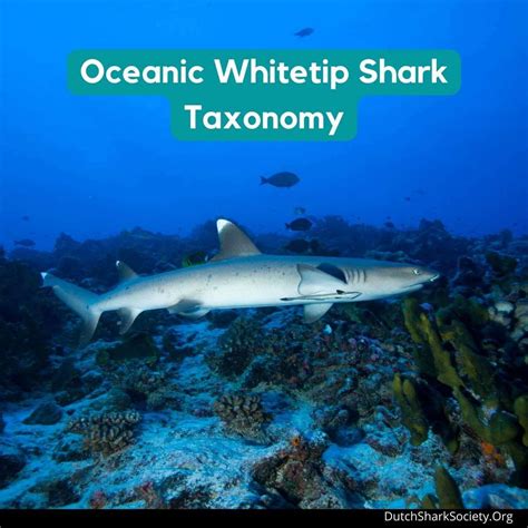 Oceanic Whitetip Sharks Facts And Info Guide - Dutch Shark Society